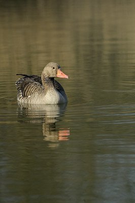 BUITEN BEELD Foto: 162954