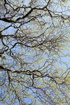 BUITEN BEELD Foto: 162968