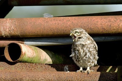 BUITEN BEELD Foto: 162982