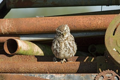 BUITEN BEELD Foto: 162984