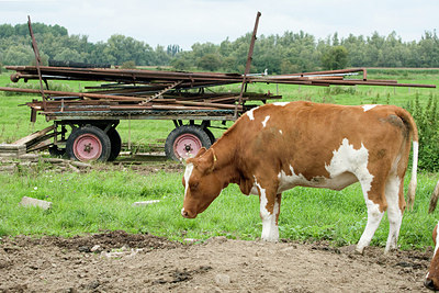BUITEN BEELD Foto: 162995
