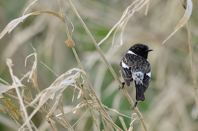 BUITEN BEELD Foto: 163018