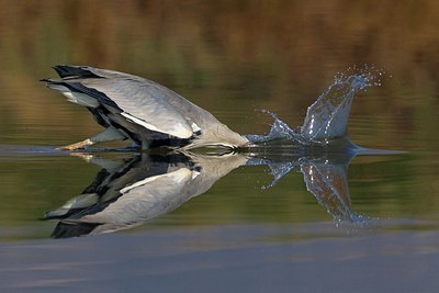 BUITEN BEELD Foto: 163053