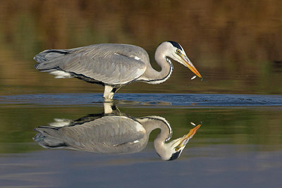 BUITEN BEELD Foto: 163060