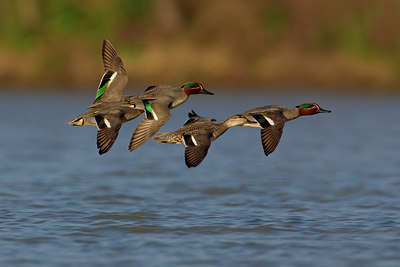 BUITEN BEELD Foto: 163145