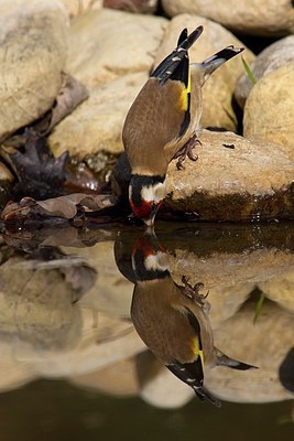 BUITEN BEELD Foto: 163258