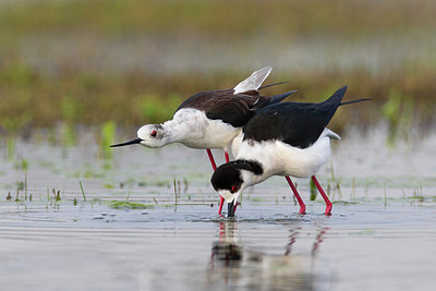 BUITEN BEELD Foto: 163259