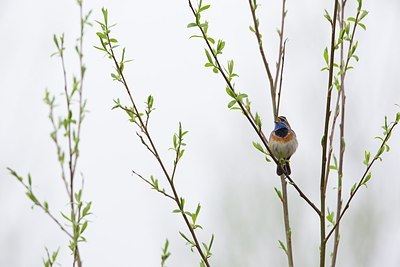 BUITEN BEELD Foto: 163302