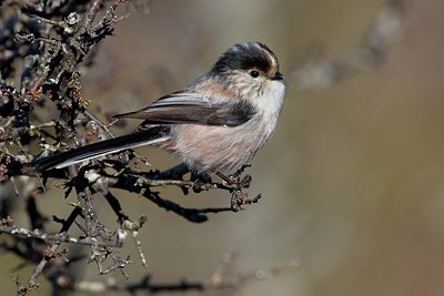 BUITEN BEELD Foto: 163309