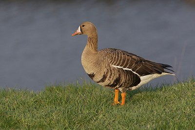 BUITEN BEELD Foto: 163319