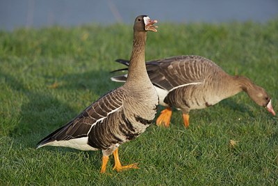BUITEN BEELD Foto: 163331