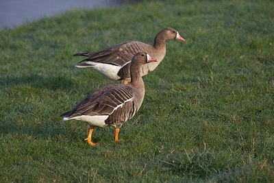 BUITEN BEELD Foto: 163336