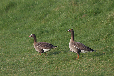 BUITEN BEELD Foto: 163348