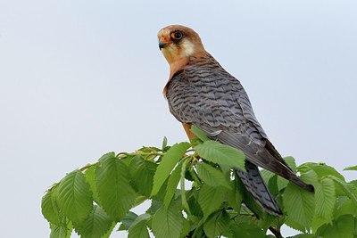 BUITEN BEELD Foto: 163350
