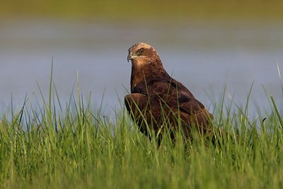BUITEN BEELD Foto: 163352