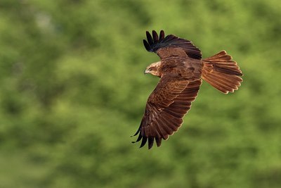 BUITEN BEELD Foto: 163355