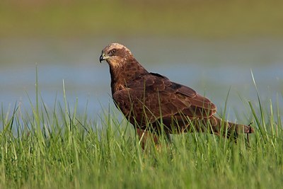 BUITEN BEELD Foto: 163358