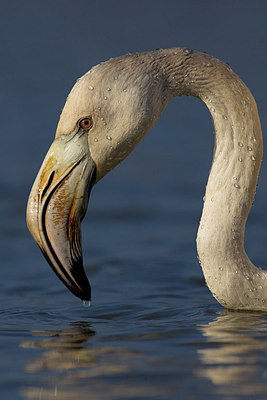 BUITEN BEELD Foto: 163363