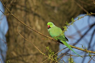 BUITEN BEELD Foto: 163366