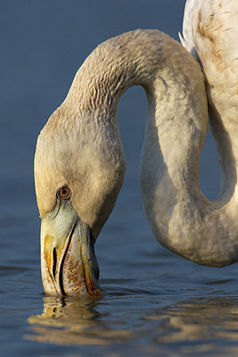 BUITEN BEELD Foto: 163404