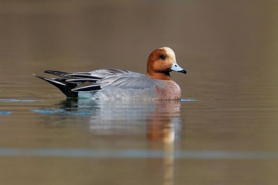 BUITEN BEELD Foto: 163411