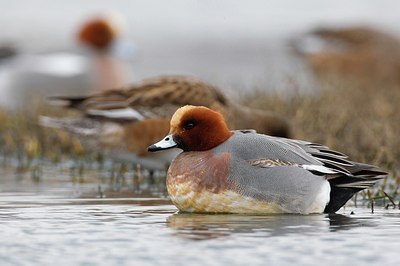BUITEN BEELD Foto: 163413
