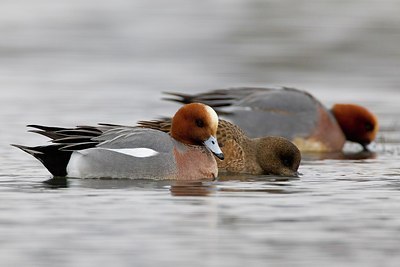 BUITEN BEELD Foto: 163419