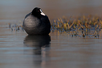 BUITEN BEELD Foto: 163450