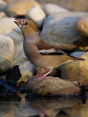 BUITEN BEELD Foto: 163494