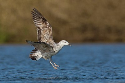 BUITEN BEELD Foto: 163499