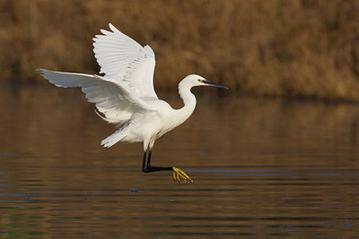BUITEN BEELD Foto: 163501