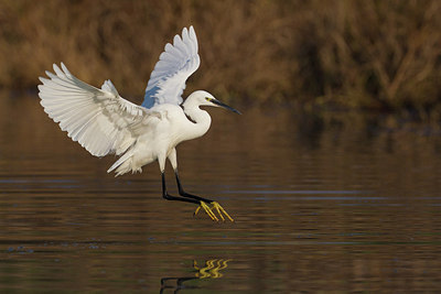 BUITEN BEELD Foto: 163503