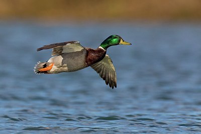 BUITEN BEELD Foto: 163517