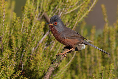 BUITEN BEELD Foto: 163536