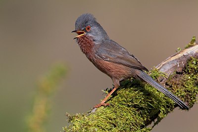 BUITEN BEELD Foto: 163537