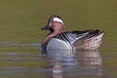 BUITEN BEELD Foto: 163555