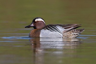 BUITEN BEELD Foto: 163558