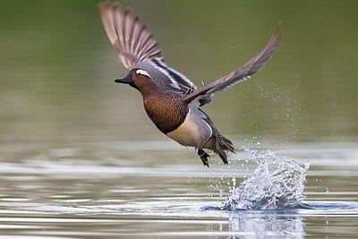 BUITEN BEELD Foto: 163559
