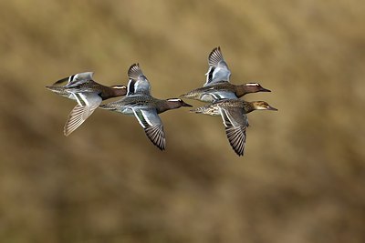 BUITEN BEELD Foto: 163576