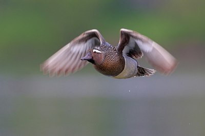 BUITEN BEELD Foto: 163579