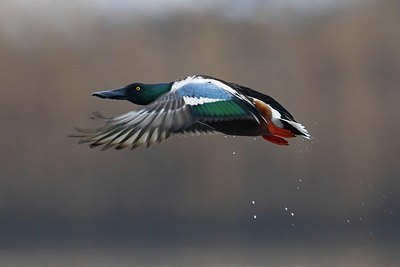 BUITEN BEELD Foto: 163581