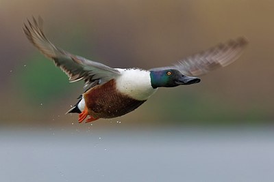 BUITEN BEELD Foto: 163582