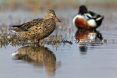 BUITEN BEELD Foto: 163583