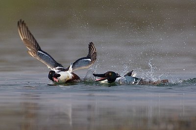 BUITEN BEELD Foto: 163591
