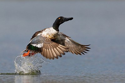 BUITEN BEELD Foto: 163598