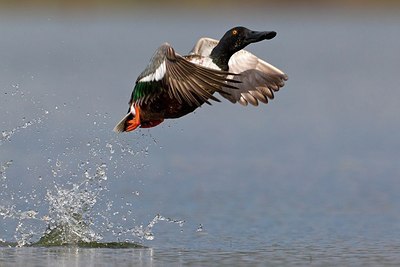 BUITEN BEELD Foto: 163599