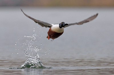 BUITEN BEELD Foto: 163601