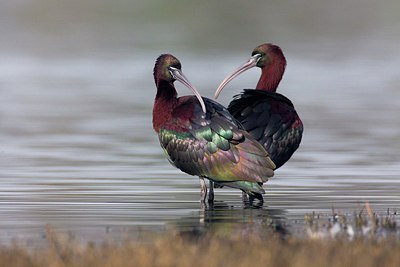 BUITEN BEELD Foto: 163618