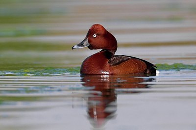 BUITEN BEELD Foto: 163625