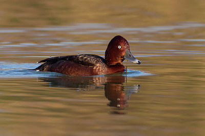 BUITEN BEELD Foto: 163626